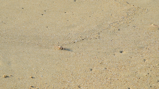 沙滩上的螃蟹4K视频