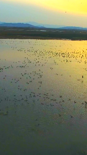 夕阳中飞翔的鸟群大雁南飞23秒视频