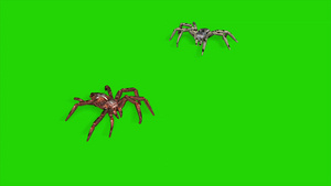 两只蜘蛛在绿屏背景上爬来爬去19秒视频