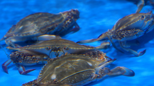 4K梭子蟹螃蟹海鲜水产美食食材16秒视频