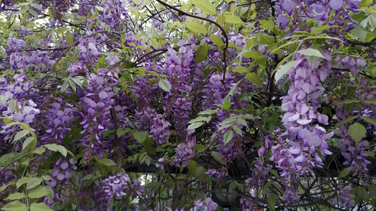 4K春季盛开的紫藤花视频