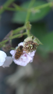 白花和小蜜蜂视频