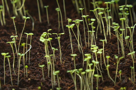 植物幼苗延时生长绿色薄荷盆栽培育绿叶概念视频视频