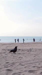 日本镰仓海滩的乌鸦乌鸦叫视频