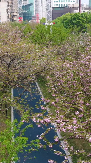 航拍武汉西北湖春天樱花季樱花大道16秒视频