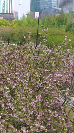 航拍武汉西北湖春天樱花季樱花大道16秒视频