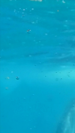 海洋动物 大鲸鲨世界海洋日28秒视频