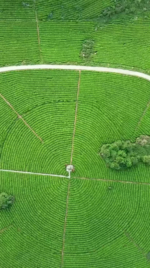 创意性旋转式下降航拍茶园春茶节37秒视频