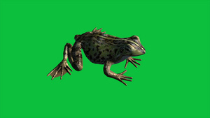 青蛙绿屏19秒视频