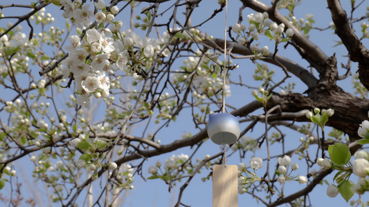 春日柳树发芽春暖花开春天气息视频