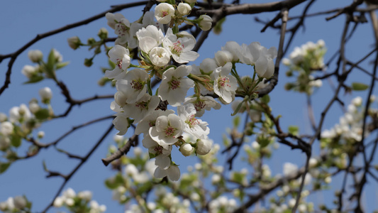 春日柳树发芽春暖花开春天气息视频