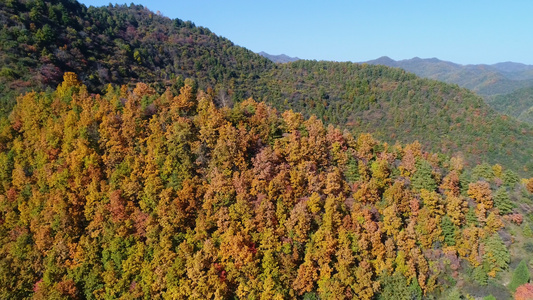 山区枫叶航拍视频