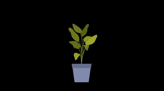 mg动态绿页藤条盆栽植物生长视频素材视频