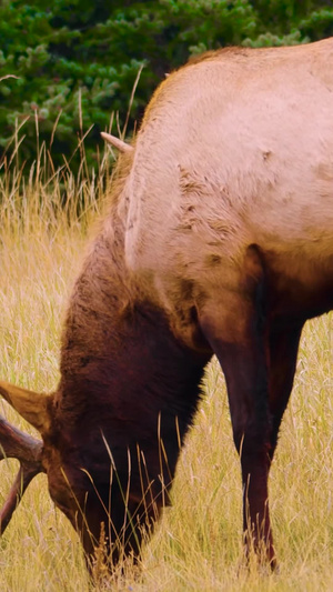 野生动物麋鹿驯鹿鹿秋季风景54秒视频