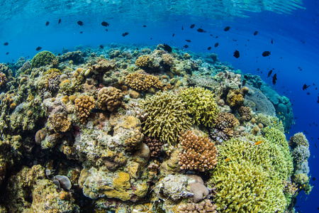 海底缤纷珊瑚礁视频