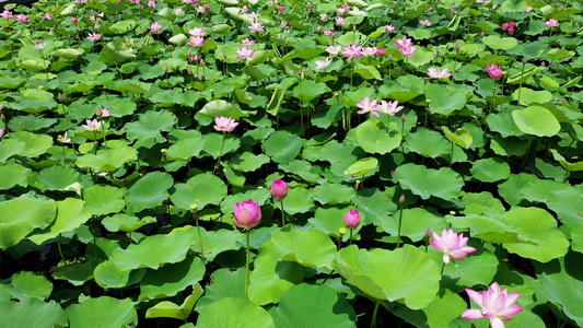 4K航拍池塘里的荷花视频