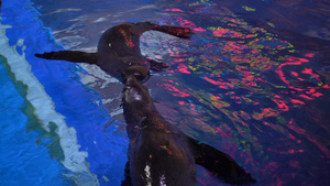 4k海洋公园海豹表演25秒视频
