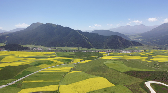 青海卓尔山夏季的油菜花视频