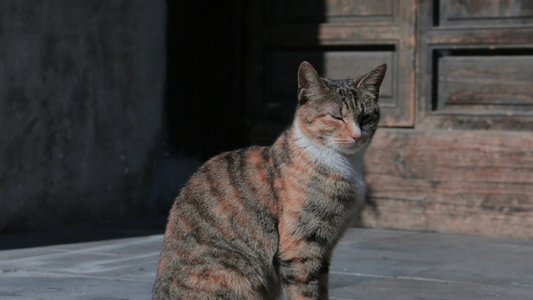 小猫在晒太阳视频