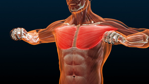 3D人体医疗骨骼与肌肉系统胸大肌20秒视频