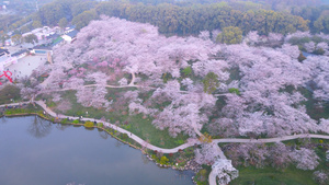 航拍三月春天花季花期盛开的樱花4k素材52秒视频