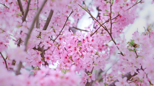春天唯美樱花盛开视频