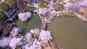 航拍三月春天花期花季盛开的樱花4k素材49秒视频