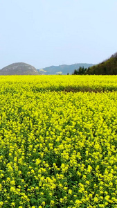 航拍油菜花海与田间小径视频旅游景区视频