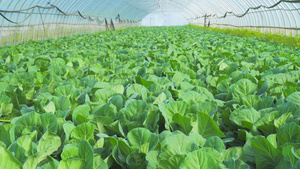 4K实拍有机蔬菜农业塑料大棚青菜11秒视频