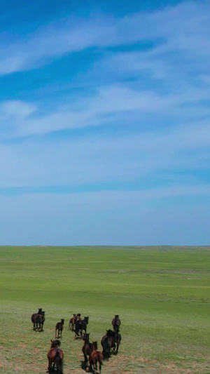 5k航拍广袤的草原及草原上奔跑的马匹和马群内蒙古21秒视频