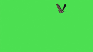 动画猫头鹰在绿幕上飞行16秒视频