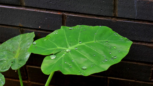 叶子上的雨滴视频