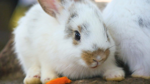 可爱的小白兔44秒视频