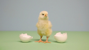 蓝色背景下站在蛋壳旁的小鸡10秒视频