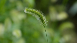 小清新狗尾巴草16秒视频