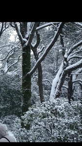 雪景下雪冬天视频