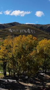 航拍秋季川西高原金色的白杨树旅游目的地视频