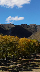 航拍秋季川西高原金色的白杨树甘孜藏族自治州视频