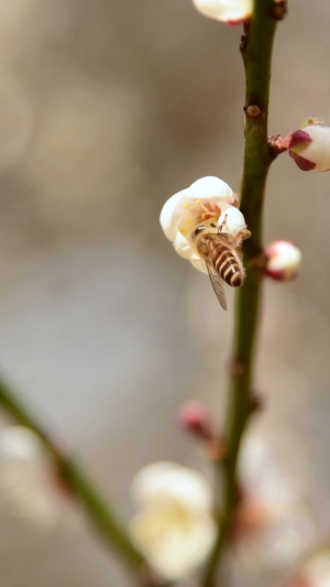 蜜蜂采蜜岁寒三友14秒视频