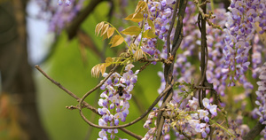4K微距拍摄紫藤花上的蜜蜂采蜜合集101秒视频
