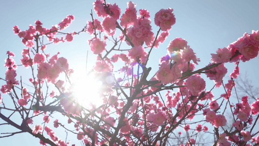 春天公园枝头盛开的粉红梅花视频