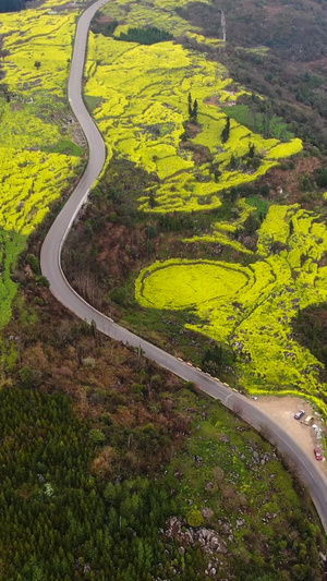 航拍春季云南罗平油菜花田与盘山公路视频旅游度假65秒视频