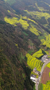 航拍春季云南罗平油菜花田与盘山公路视频自然风光视频