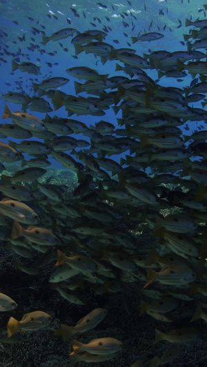 海底鱼群海洋世界18秒视频