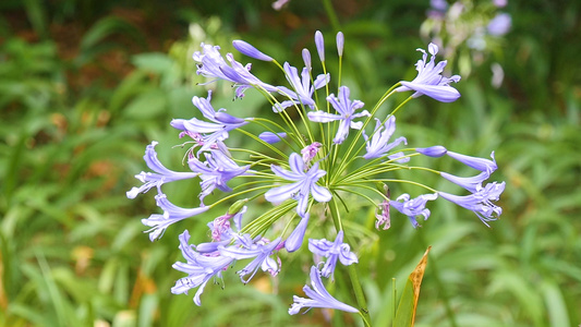 爱情花百子莲视频