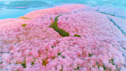 4K万亩樱花航拍视频