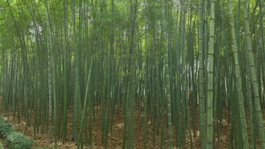 4k杭州桐庐大奇山国家森林公园竹林7秒视频