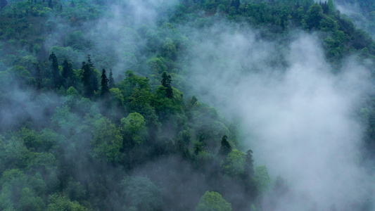 4k航拍森林云雾缭绕青山绿水视频