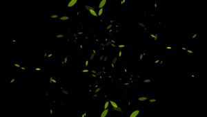 绿叶转场素材13秒视频