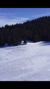 航拍雪山松树森林电影感视频